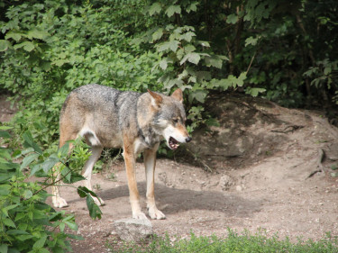 Wolf