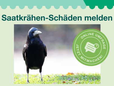 2026-03-25_Titelbild_Erhebung Saatkrähen.jpg