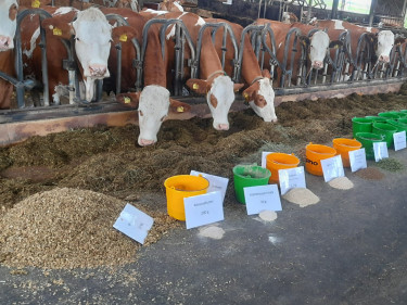 Stallbesichtigung 