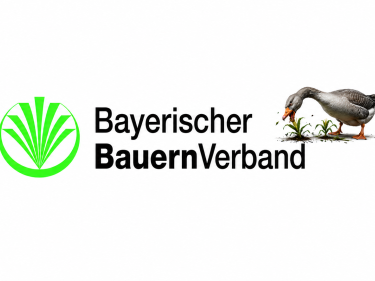 BBV - Graugänse