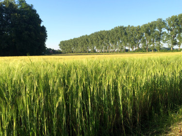 Getreidefeld