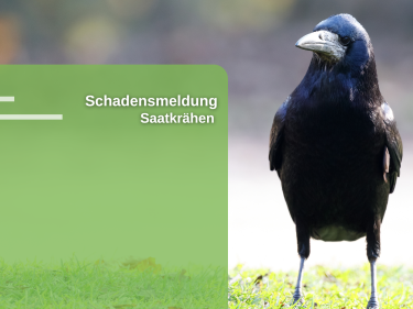 Schäden durch Saatkrähen