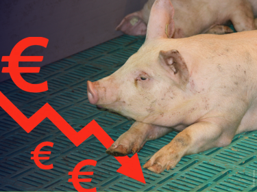 schweinemarkt_Preisverfall Schwein