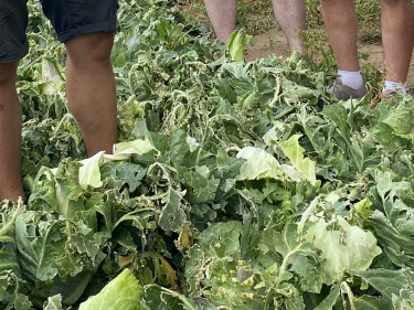 Kohlrabi_Hagelschaden