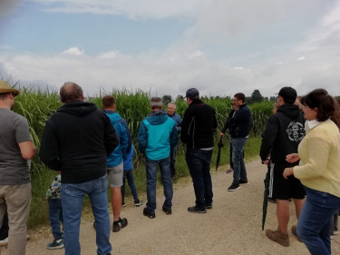 Miscanthus Aktionstag