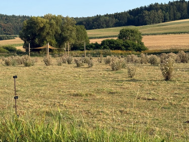2026_August_Trockene Weiden mit Sonnensegeln_Altmühljura