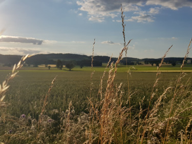 Sonne über Feld