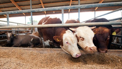 Zwei Bullen stehen im Stall vor ihrem Futter