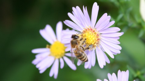 Biene auf Blüte