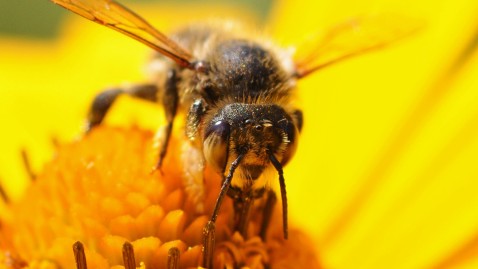 Eine Biene auf einer gelben Blume