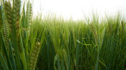 Ein noch grünes Feld mit Gerste