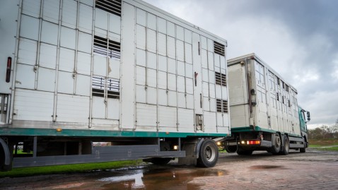 Ein leerer Tiertransporter mit Anhänger