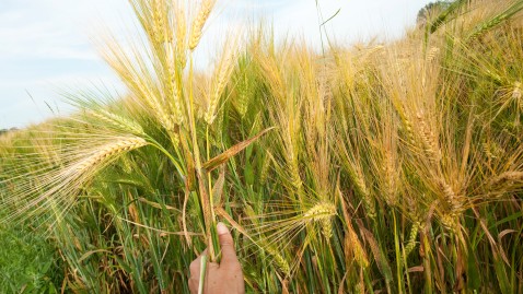 Bio-Gerste auf einem Feld in Bayern