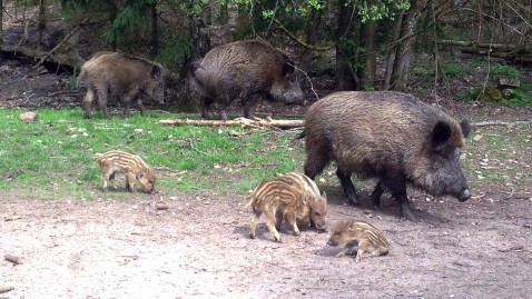 Eine Rotte von Wildschweinen kann Übertreger der Afrikanischen Schweinepest sein