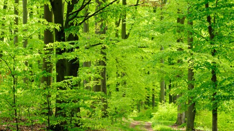 Grünes Laub im Steigerwald