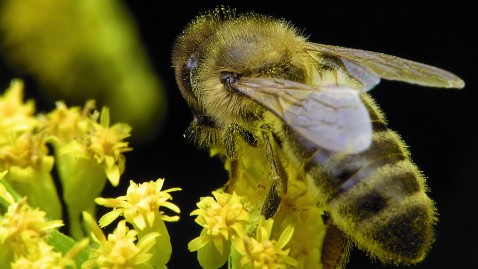Die Fachgruppe Bienen Insekten Biodiversität des Bayerischen Bauernverbandes will den Austausch zwischen Imkern und Landwirten fördern