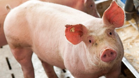 Schweine in Bayerns Schweineställe sind durch die Afrikanische Schweinepest bedroht