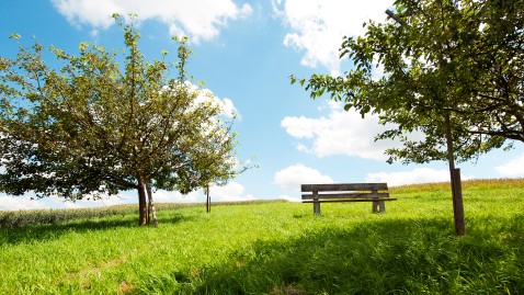 Eine Bank steht auf einer grünen Wiese mit Obstbäumen