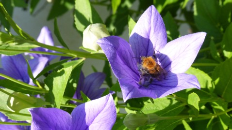 Eine Biene sammelt Pollen in einer lila Blüte