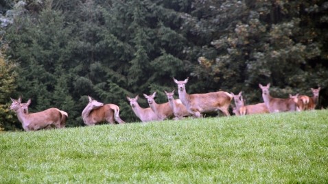 Eine Gruppe von Rehen am Rand eines Waldes in Bayern