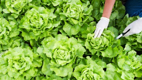 Feld mit frischen Salatköpfen