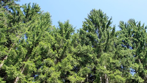 Grüne Tannen in einem Wald in Bayern