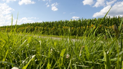 Ein Feldrand eines Maisfelds mit Sonnenblumen die runherum gesät sind.