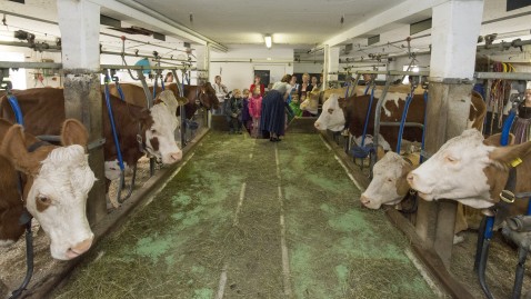 Kühe im Stall in Anbindehaltung