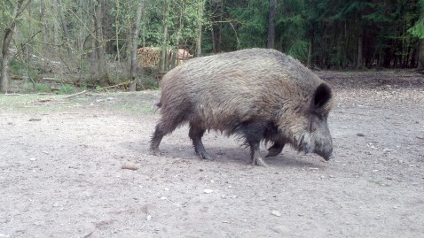 Wildschwein