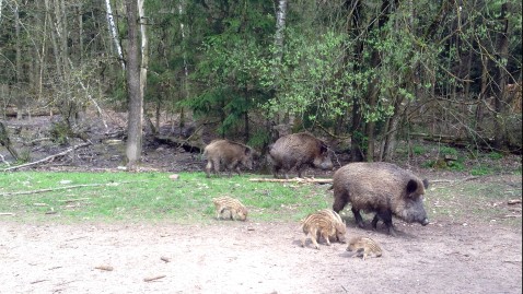 Wildschweine mit Frischlingen