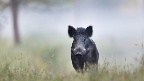 Wildschwein auf einer grünen Wiese