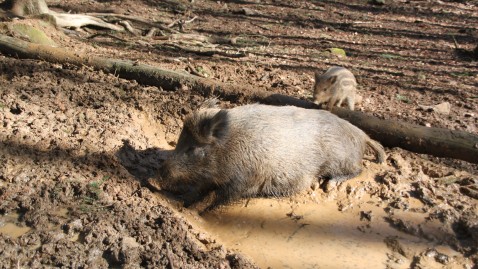 Wildschwein in Pfütze