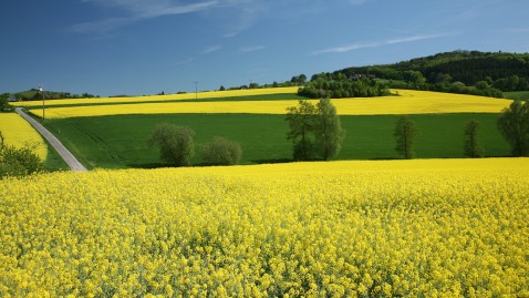 Rapsfeld im Sommer