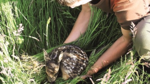 Wildtierrettung - Mahd von Grünland