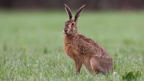 2018-04-19-Feldhase auf Wiese.jpg