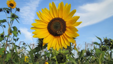 Sonnenblumenfeld mit strahlend blauem Himmel im Hintergrund