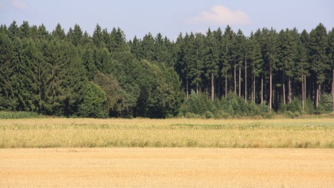 Ackerflächen am Wald