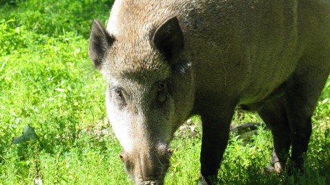 Wildschwein auf Wiese