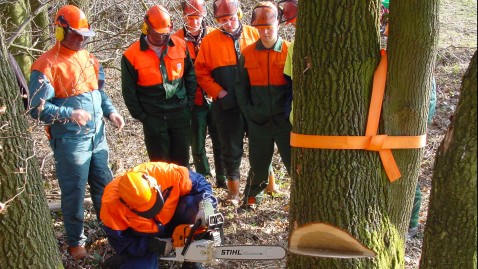 Forstwirte sägen ein Baum mithilfe einer Motorsäge um