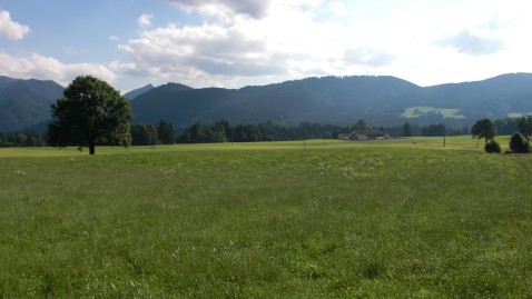 Eine saftig grüne Wiese mit einem Baum und Bergen im Hintergrund