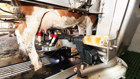Ein Melkroboter übernimmt das Melken an einer Kuh