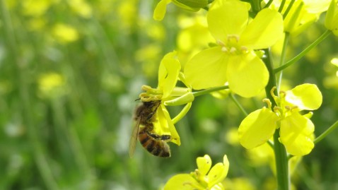 Rapsblüte mit Biene