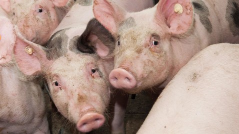 Schweine in einem bayerischen Stall der Initiative Tierwohl