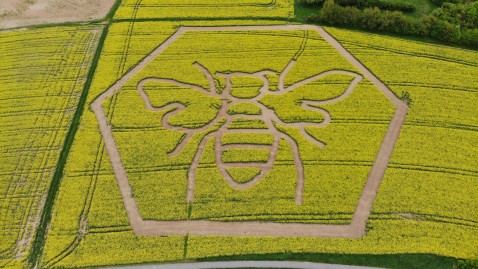 Die Form einer Biene wurde in ein Rapsfeld gemulcht. Ansicht von oben.