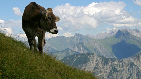 Kuh auf einer Weide mit Bergen im Hintergrund