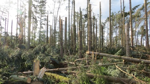 Verwüstung im Wald. Viele Bäume sind abgebrochen.