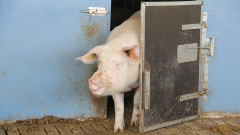 Schwein geht aus dem Stall