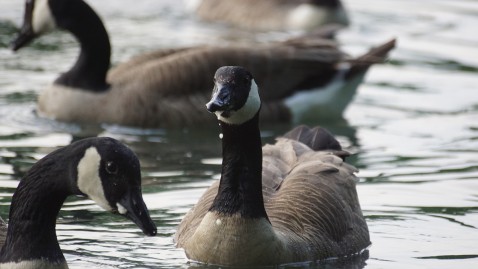 Kanadische Wildgänse auf Wasser