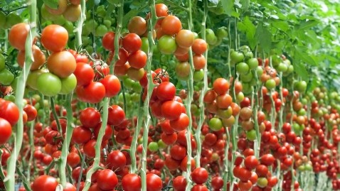 Reifende Tomaten in einem Gewächshaus