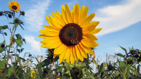 Ein Sonnenblumenfeld